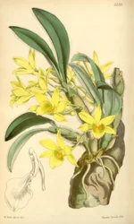 Illustration von Dendrobium senile